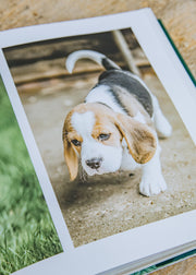 Books Country Life's Book of Dogs