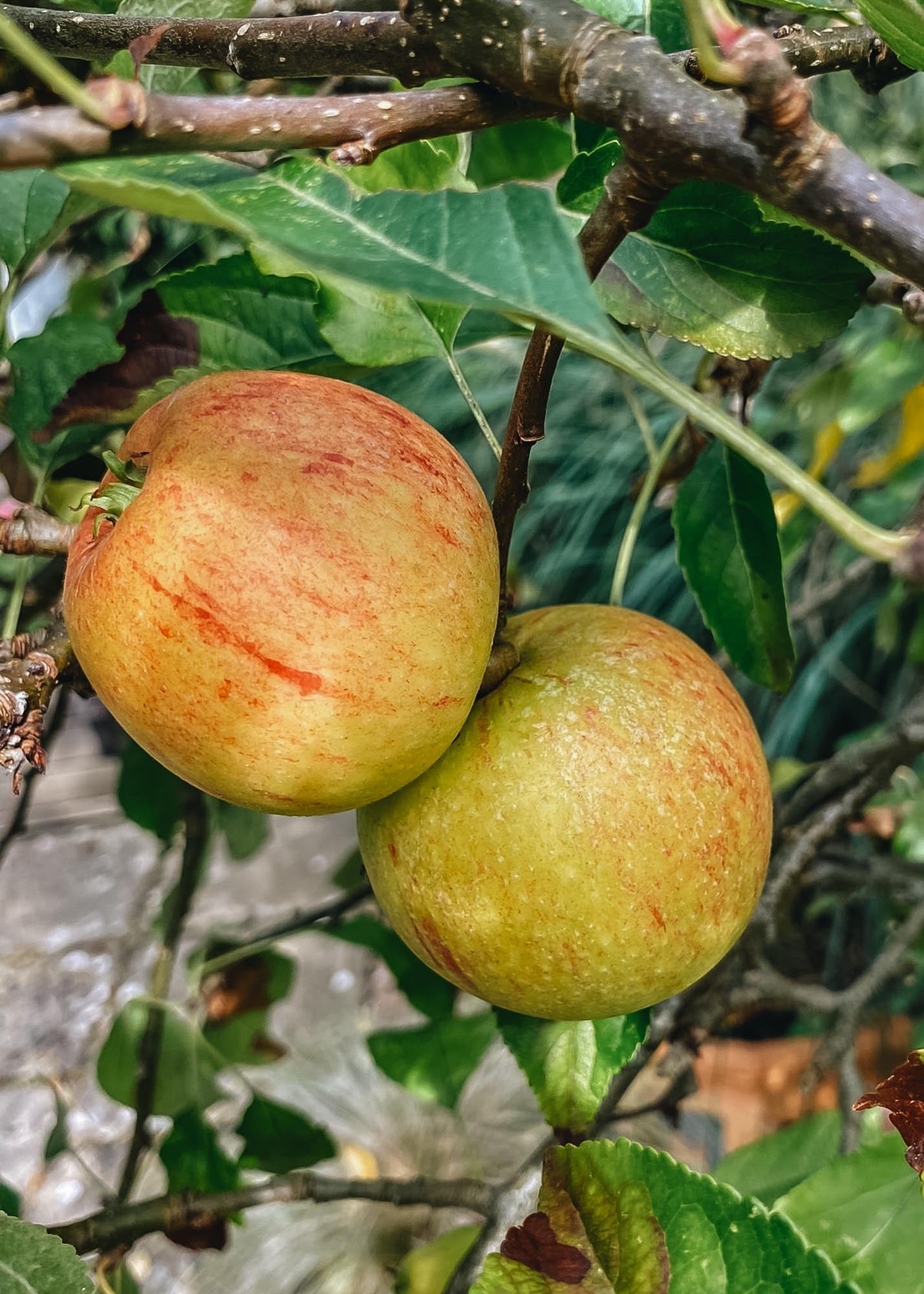 Apple Tree Malus Cox's Orange Pippin M27 (Apple), 12L