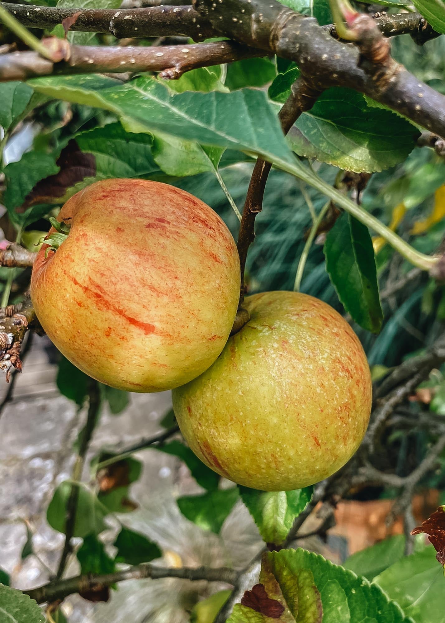 Malus Cox's Orange Pippin M27 (Apple)