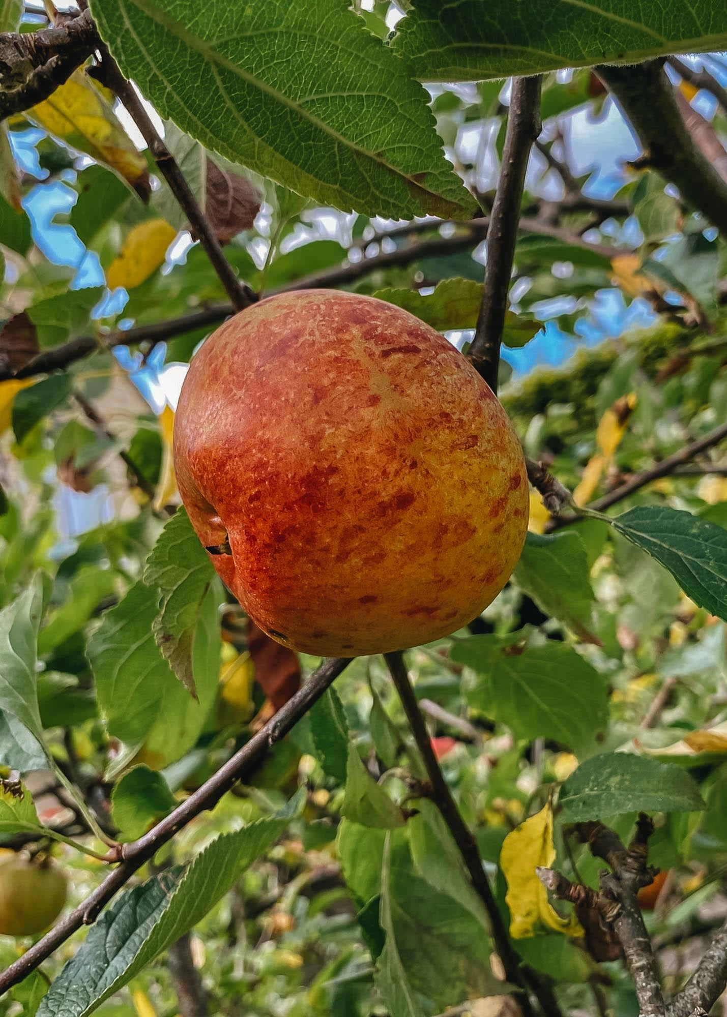 Malus Cox's Orange Pippin M27 (Apple)