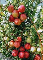 Vaccinium macrocarpon Pilgrim (Cranberry)