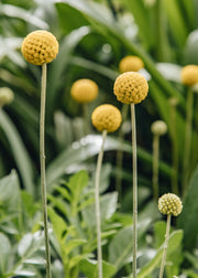 Craspedia Craspedia globosa ‘Golf Beauty’, 1.5L