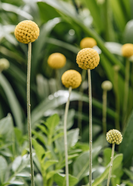Craspedia globosa 'Golf Beauty', 1.5L – Burford Garden Co