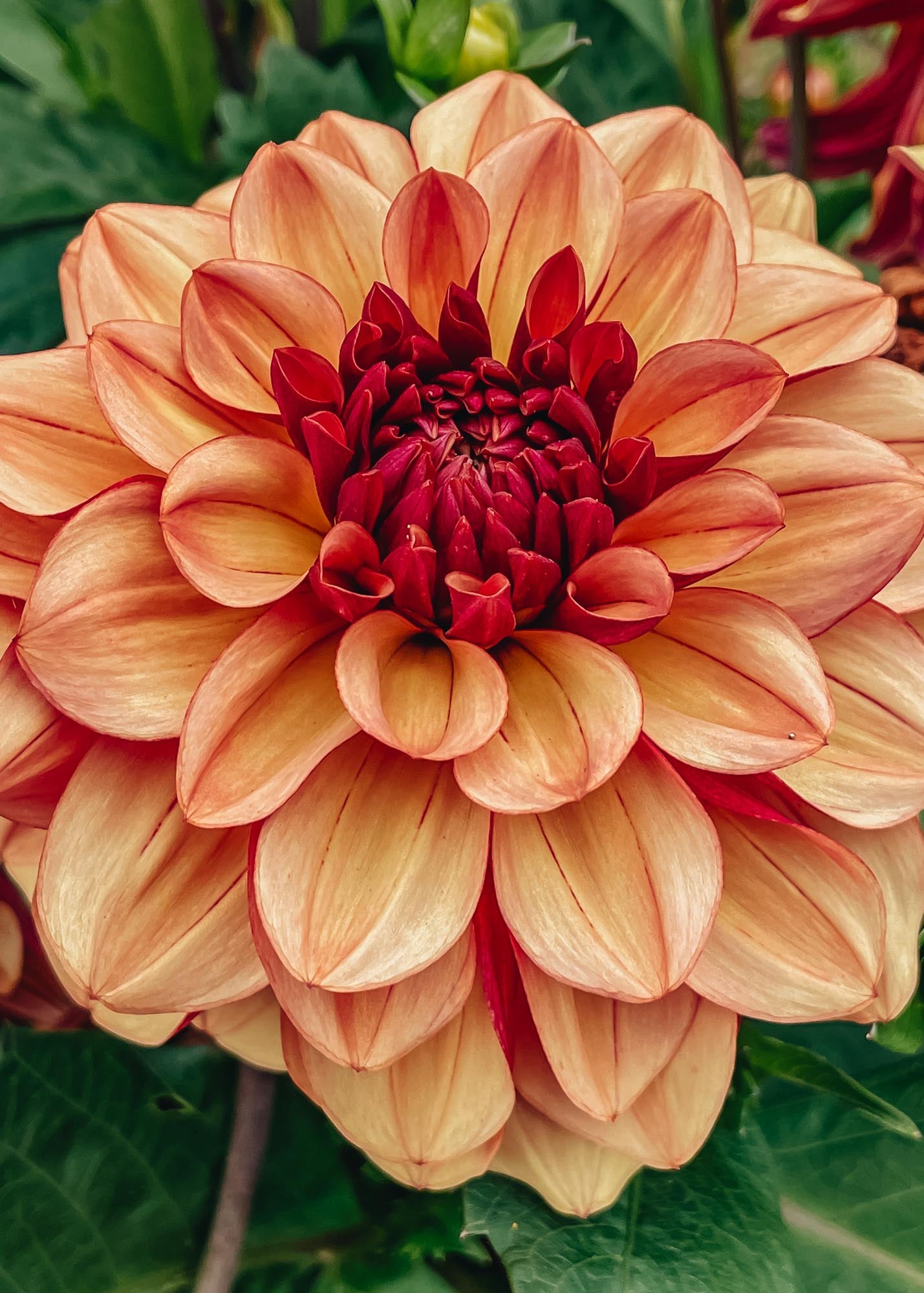 Taylors Bulbs Dahlia 'Creme de Cognac' Tubers