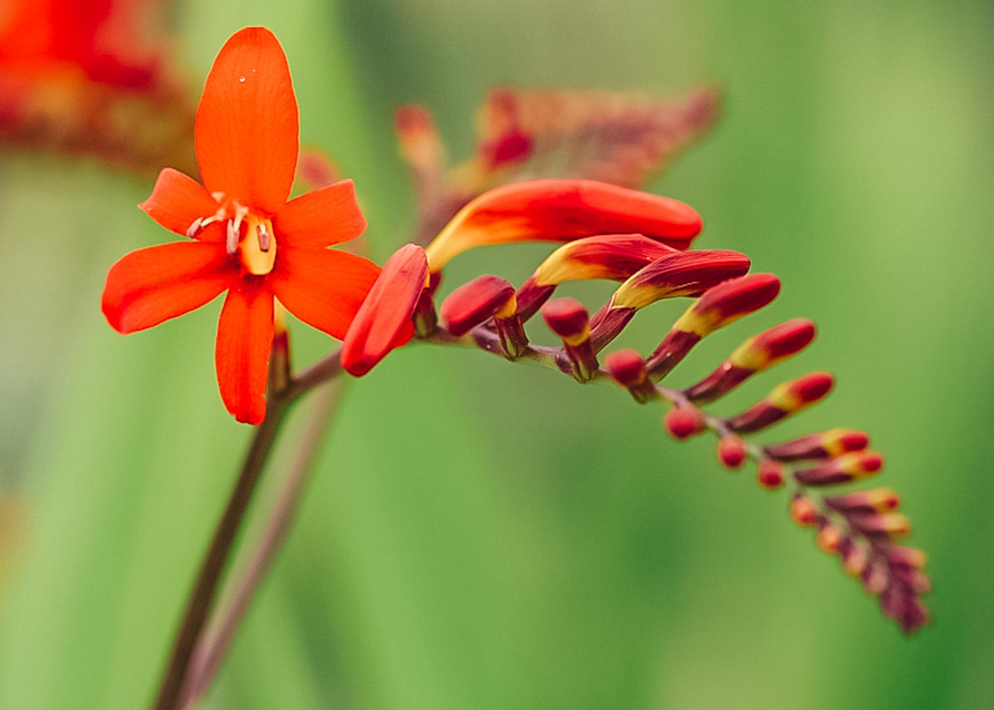 Crocosmia 'Lucifer', pack of 25 corms
