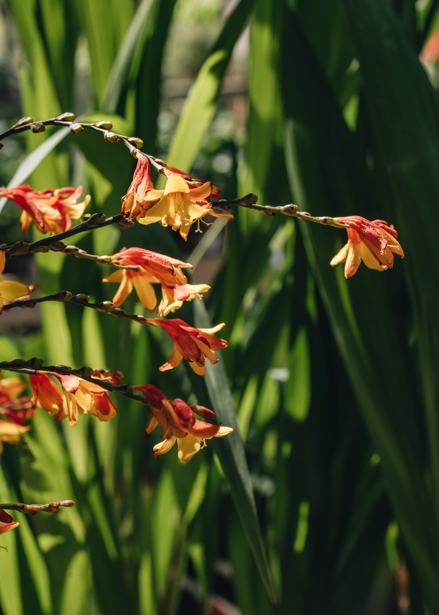 Crocosmia Crocosmia x crocosmiiflora Harlequin, 2/3L