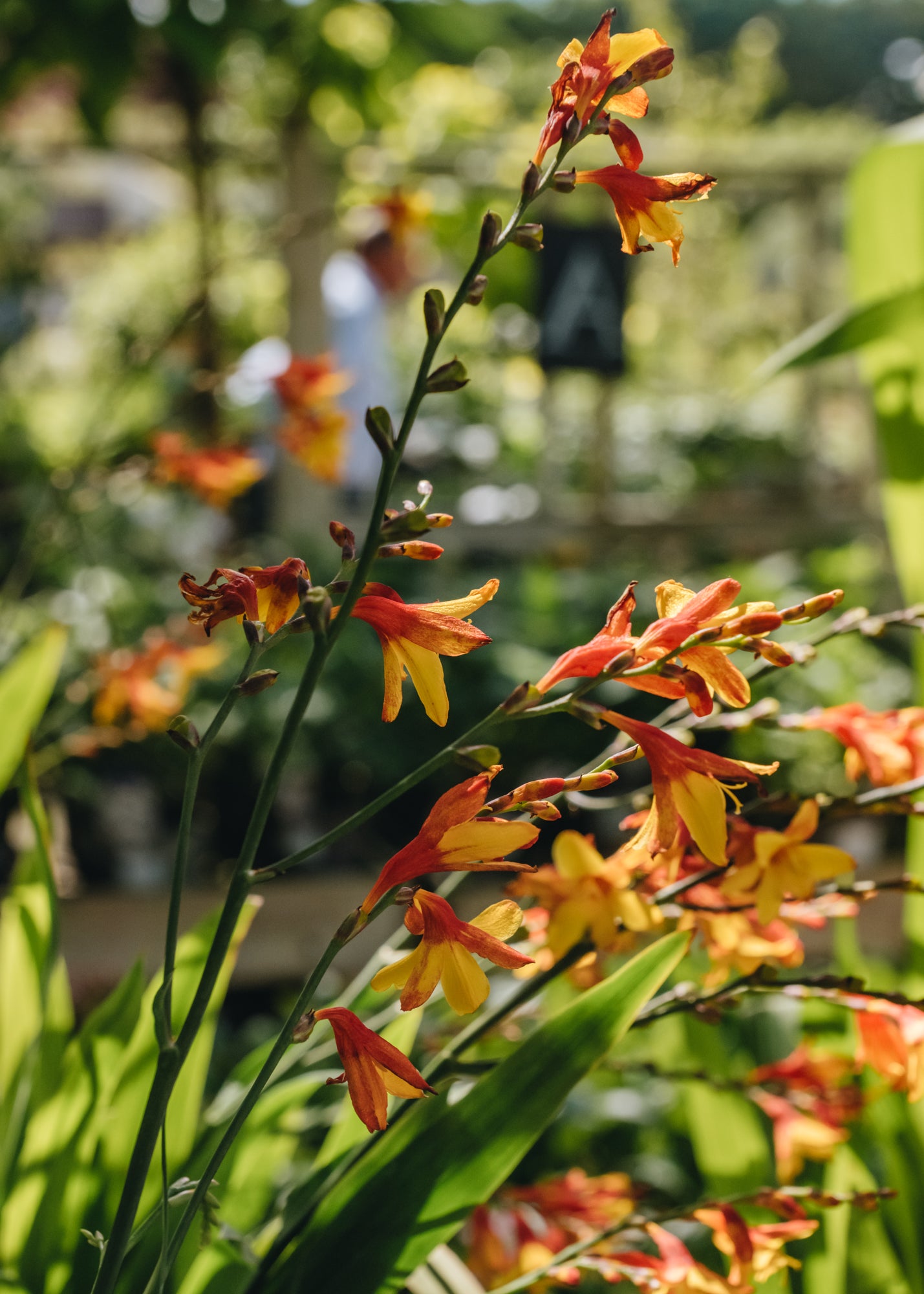 Crocosmia Crocosmia x crocosmiiflora Harlequin, 2/3L