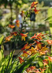 Crocosmia Crocosmia x crocosmiiflora Harlequin, 2/3L