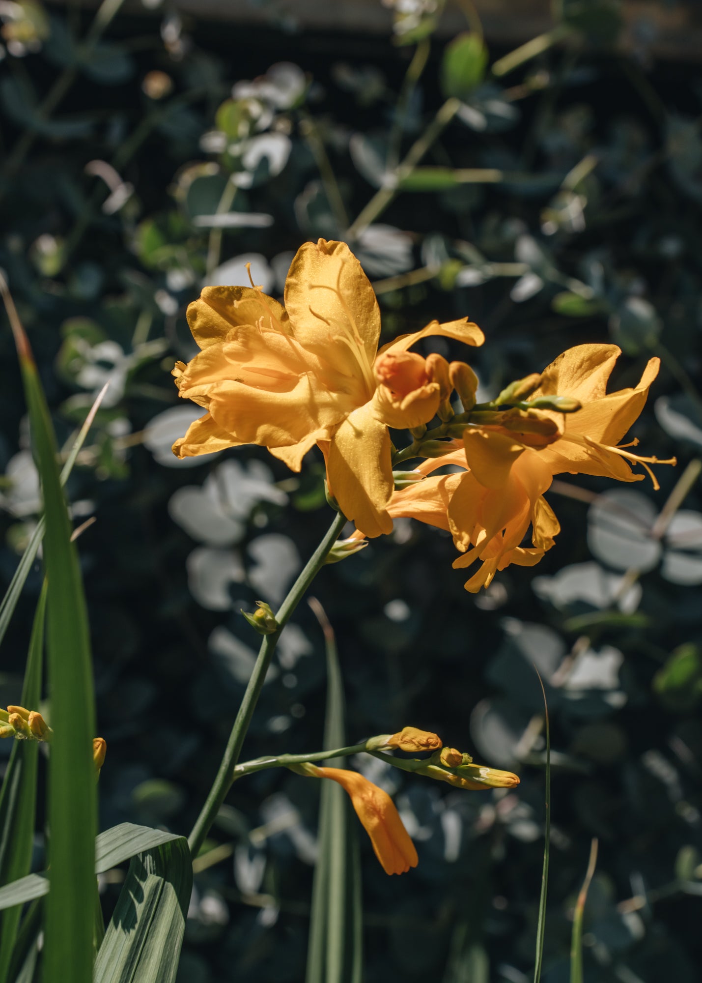 Crocosmia Walberton's Yellow, 2/3L