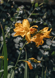 Crocosmia Walberton's Yellow, 2/3L