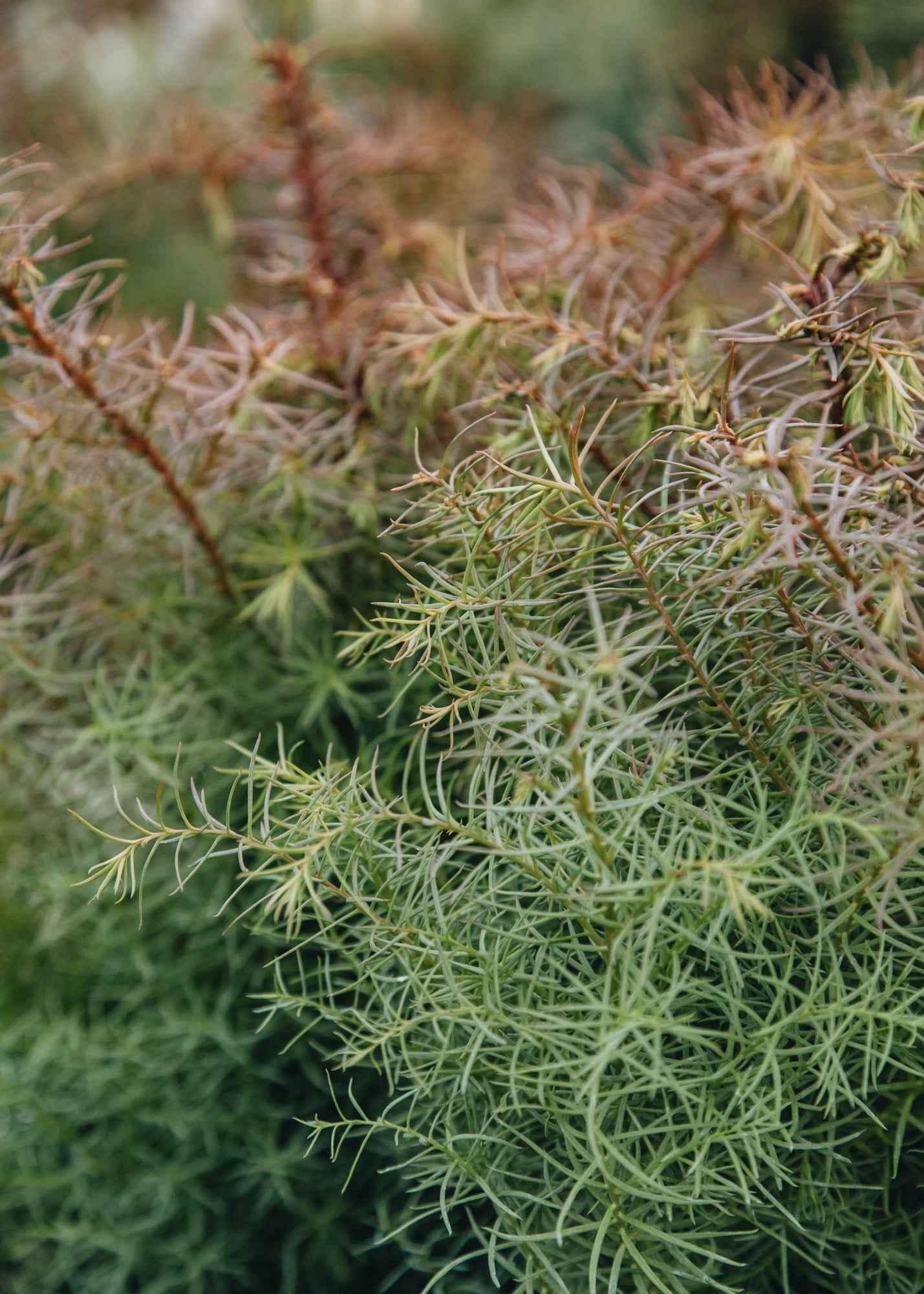 Cryptomeria japonica Elegans Compacta, 3L 