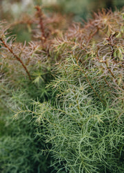 Cryptomeria japonica Elegans Compacta, 3L 