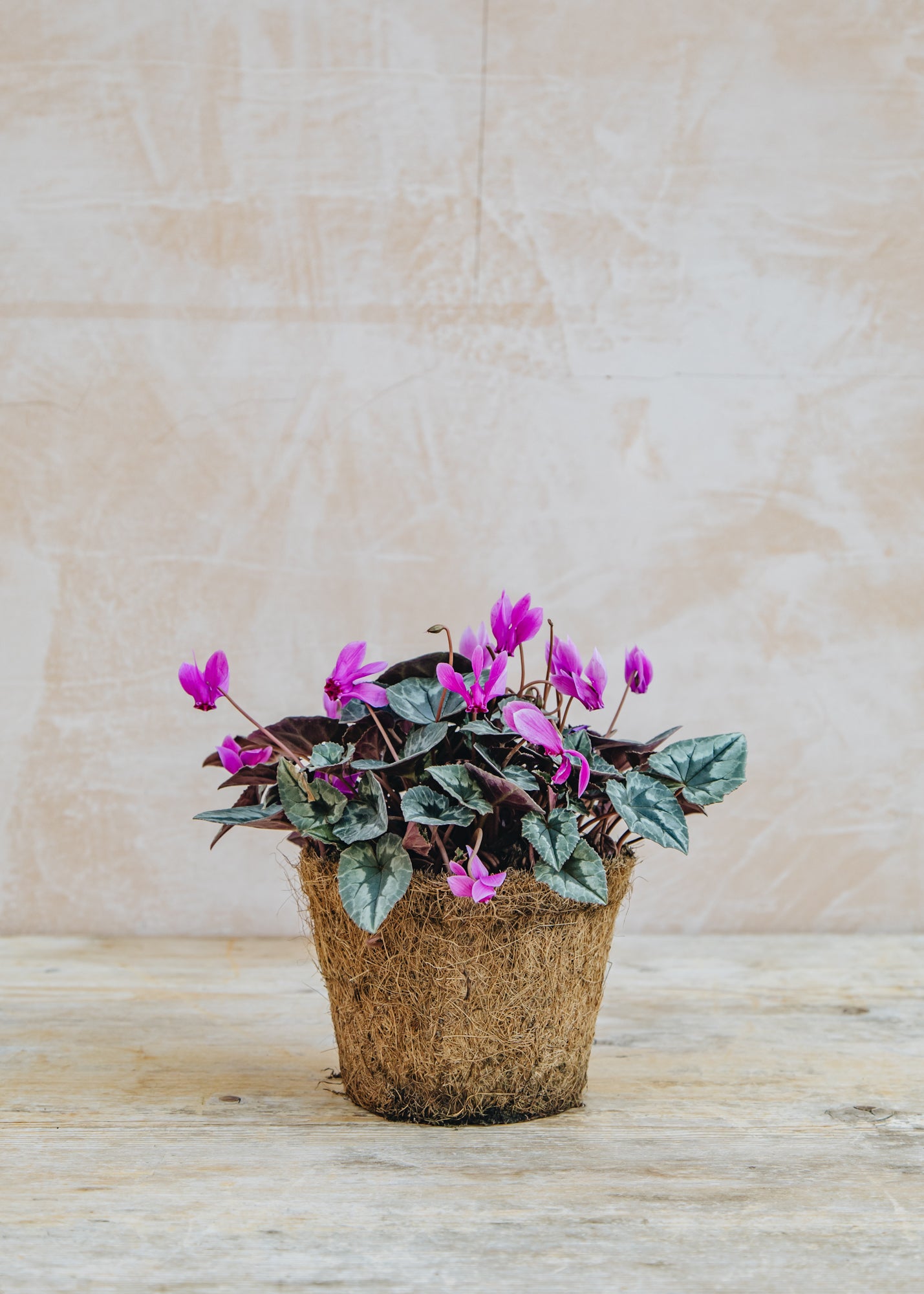 Cyclamen hederifolium Rose, 1L