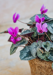 Hairy Pot Cyclamen hederifolium Rose, 1L