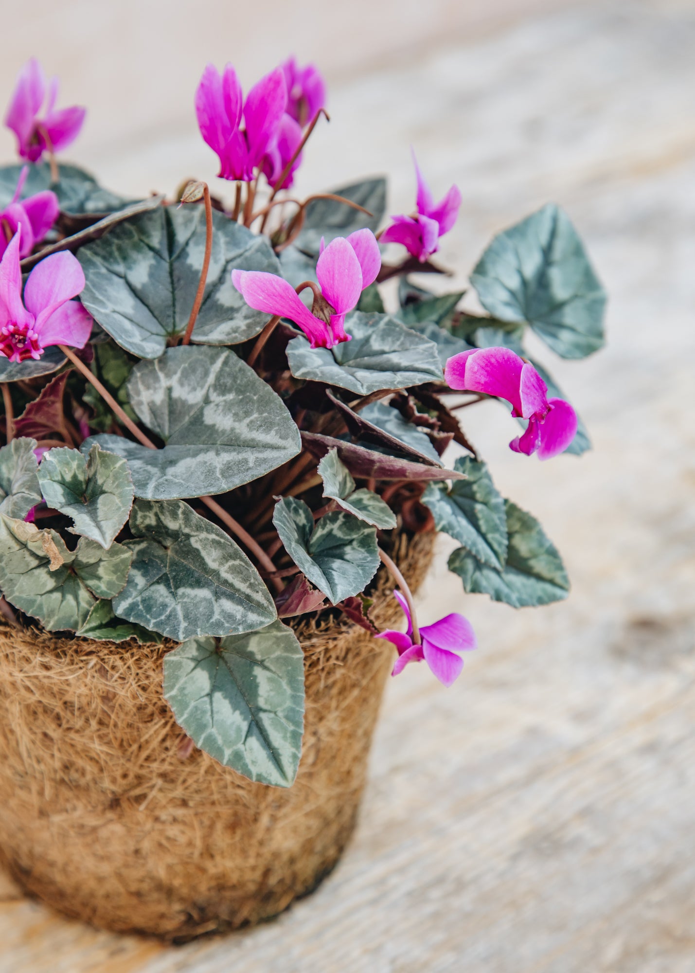 Hairy Pot Cyclamen hederifolium Rose, 1L