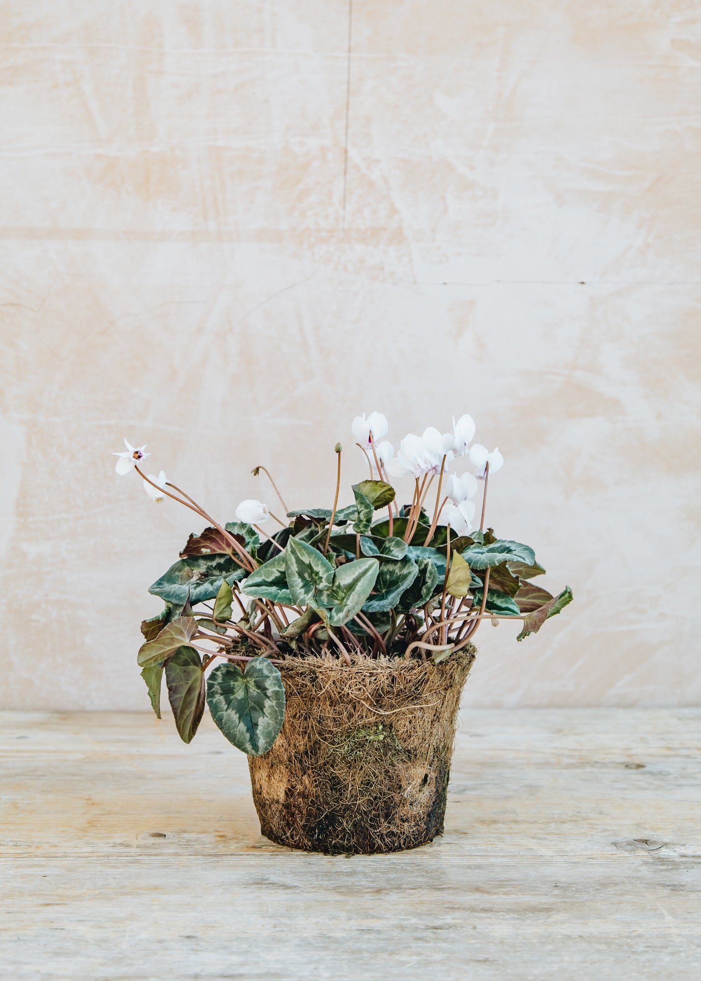 Cyclamen hederifolium White, 1L