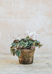 Cyclamen hederifolium White, 1L
