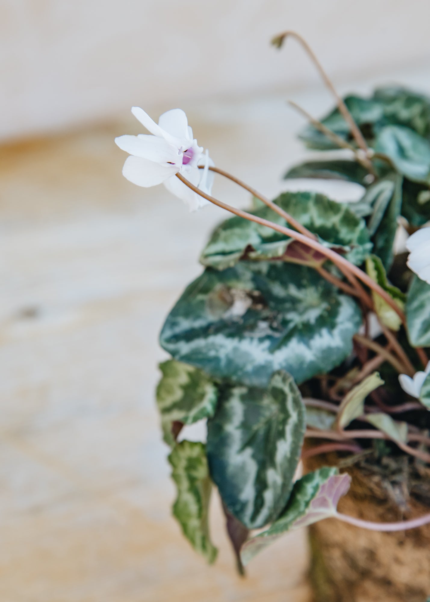 Hairy Pot Cyclamen hederifolium White, 1L
