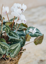 Hairy Pot Cyclamen hederifolium White, 1L