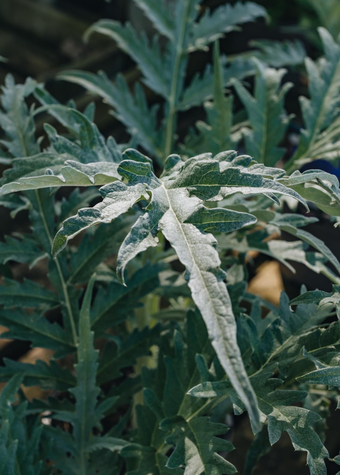 Cardoon Cynara Cardunculus
