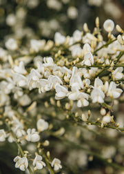 Cytisus praecox Albus, 3L