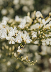 Cytisus Cytisus praecox Albus, 3L
