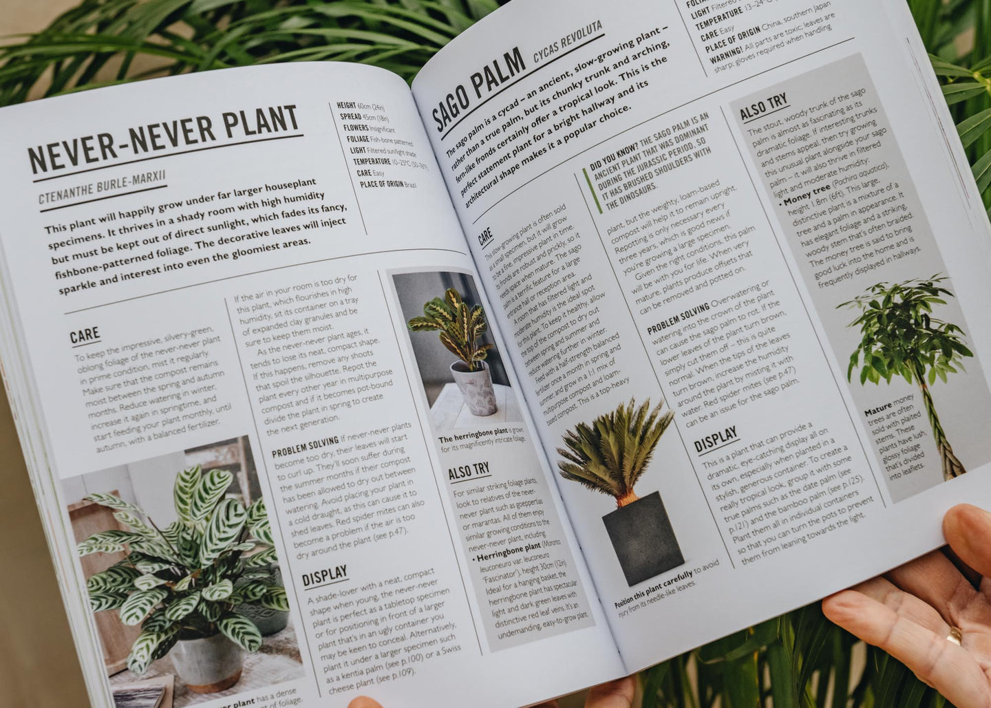 practical house plant book Grow: Houseplants Book