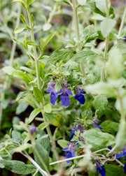 Tree Germander Teucrium fruticans 'Indyho', 3L