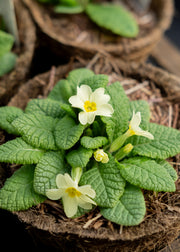 Hairy Pot Primula Vulgaris, 1L