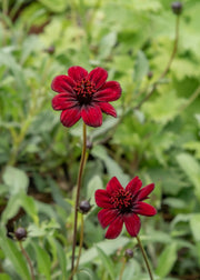 Hairy Pot Cosmos atrosanguineus 'Chocamocha', 1L