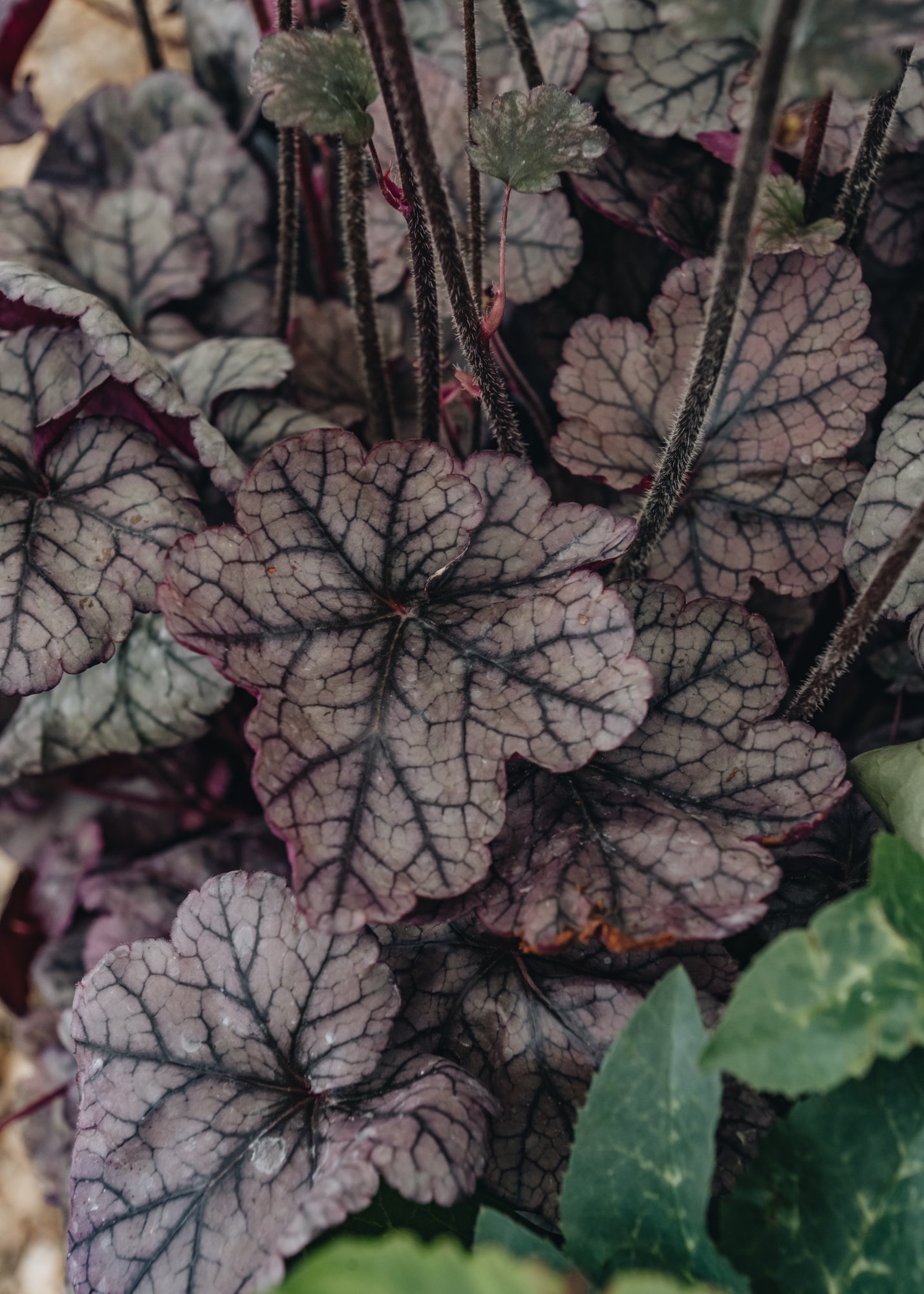 Heuchera Heuchera Silver Scrolls