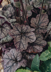 Heuchera Heuchera Silver Scrolls