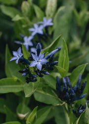 Amsonia Blue Ice