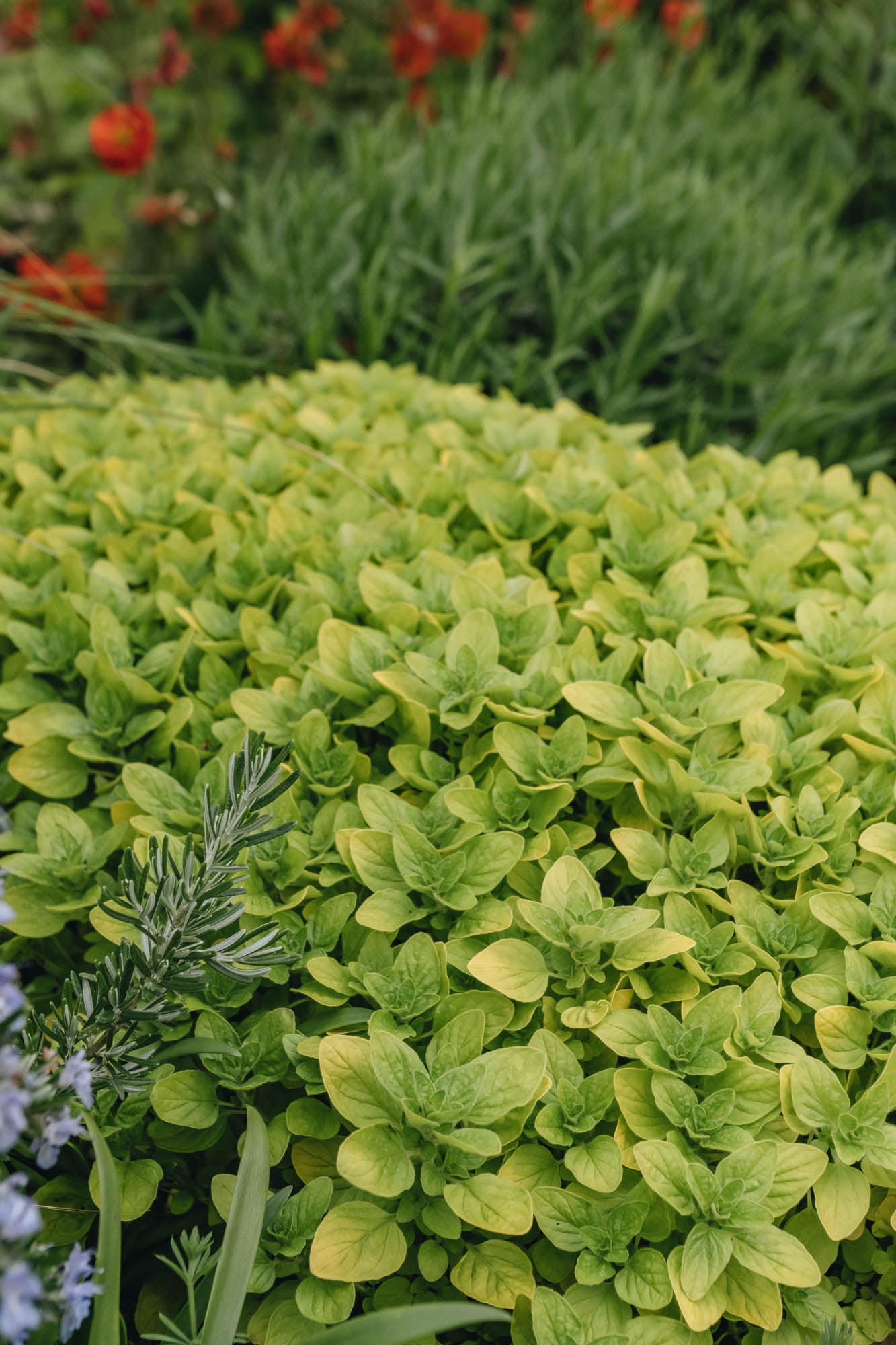 Hairy Pot Oregano Gold Tipped, 1L