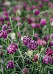 Fritillaria meleagris 'in the green', pack of 50 bulbs