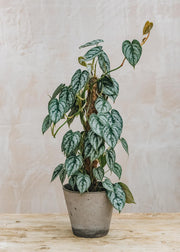 Philodendron Brandtjanum