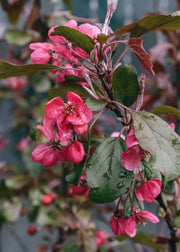 Malus (Crab Apple) toringo Aros