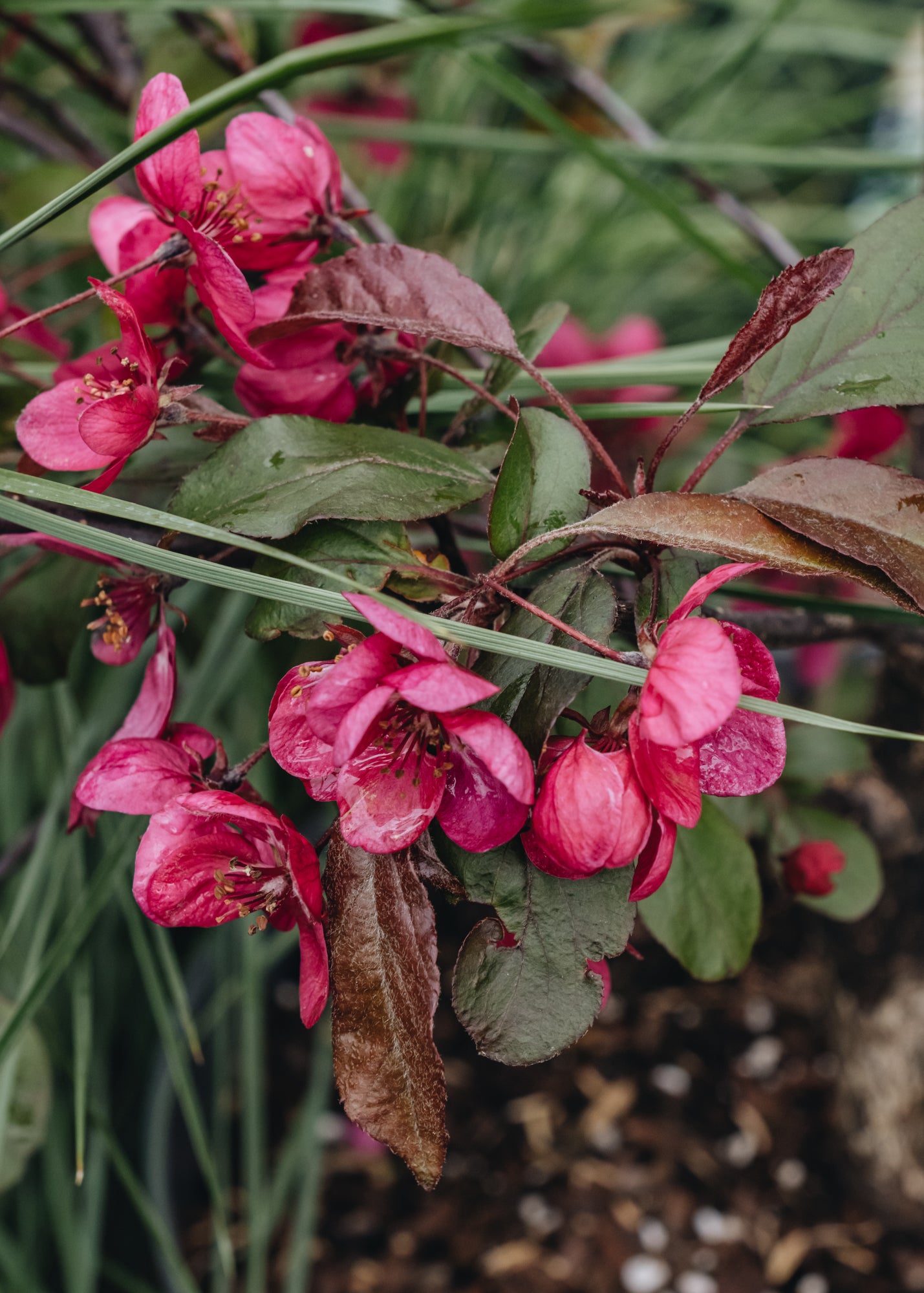 Malus (Crab Apple) toringo Aros