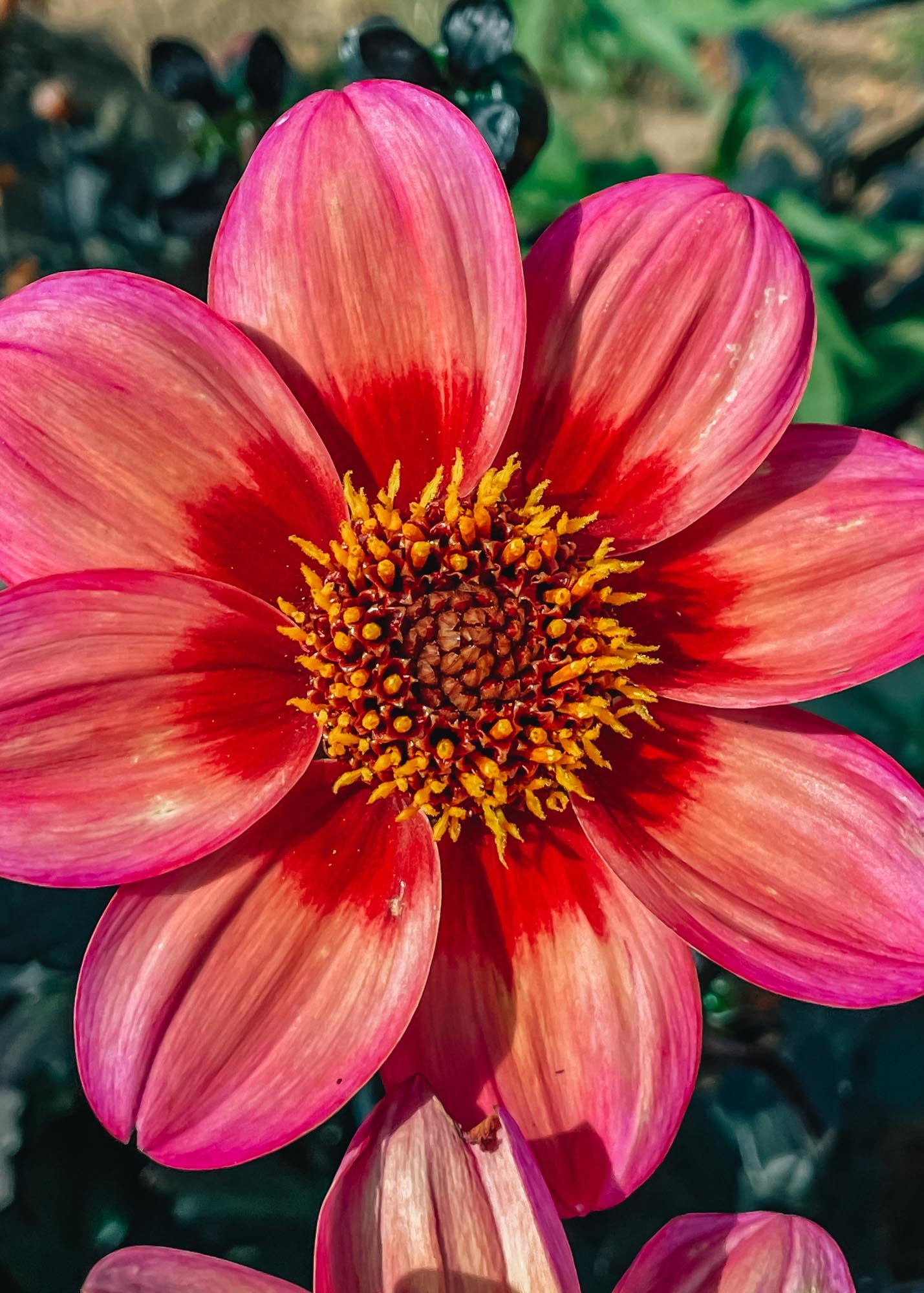 Taylors Bulbs Dahlia 'Dahlegria Tricolore' Tubers