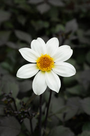 Dahlia Dahlia 'Dahlegria White',3L