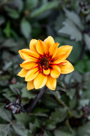 Dahlia 'Labella Grande Chocolate Amber', 3L