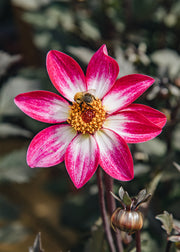 Dahlia Dahlia ‘Dahlegria Magenta Bicolour’, 3L 