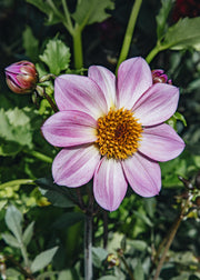 Dahlia Dahlia 'Dahlegria Pink Flame', 3L