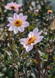 Dahlia Dahlia 'Dahlegria Pink Flame', 3L