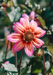 Dahlia Dahlia ‘Dahlegria Tricolore’, 3L 