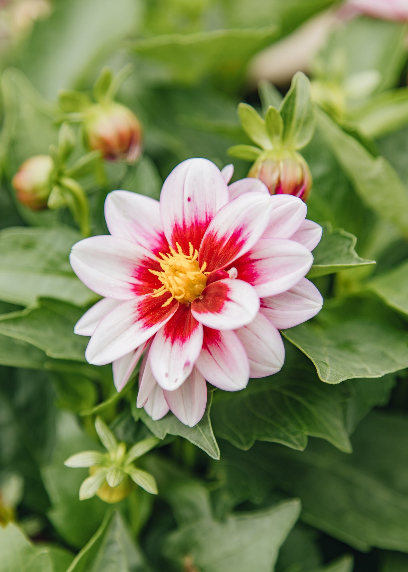 Chaenomeles Dahlia Dalaya Yogi, 2/3L