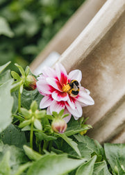 Dahlia Dahlia Dalaya Yogi, 2/3L