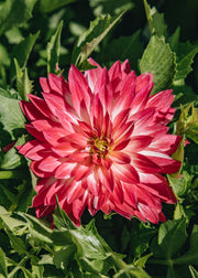Dahlia Dahlia ‘Dalina Maxi Cherry Blast’, 5L 