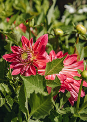 Dahlia Dahlia ‘Dalina Maxi Cherry Blast’, 5L 