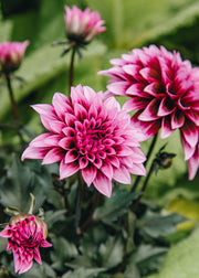 Hydrangea Dahlia Gardenetta ‘Velvet Crush’, 2L